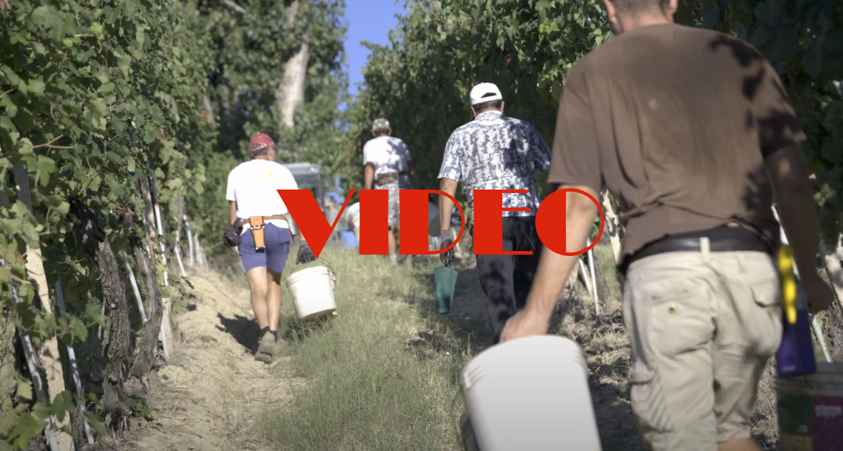 Marotti Campi first day Harvest 2020 Verdicchio