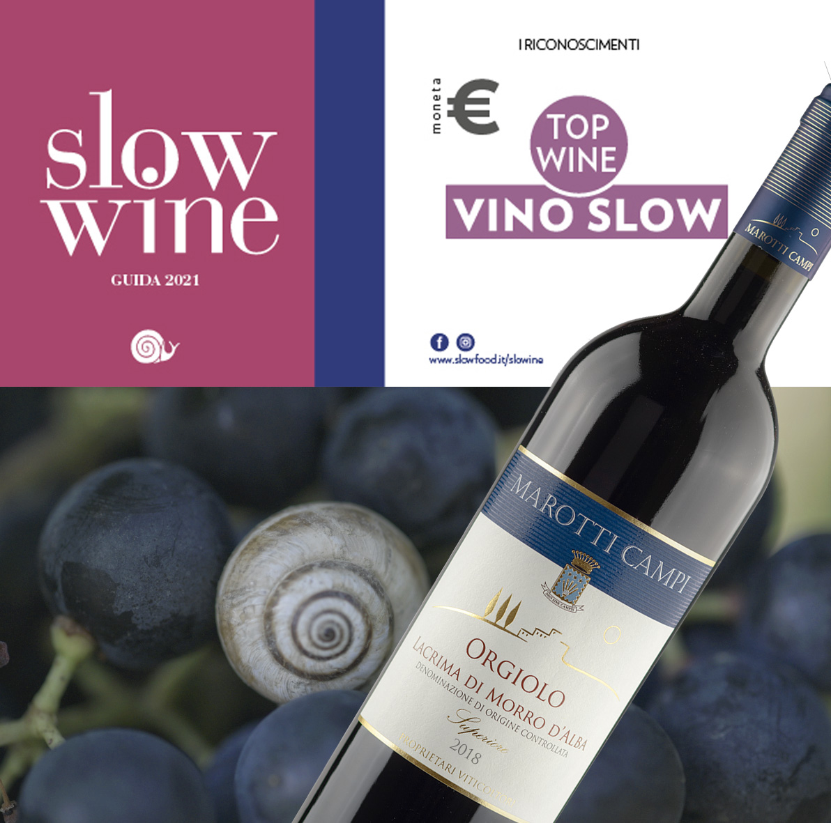Slow Wine Guide 2021 Orgiolo Lacrima di Morro d'Alba DOC Superiore 18 Vino Slow